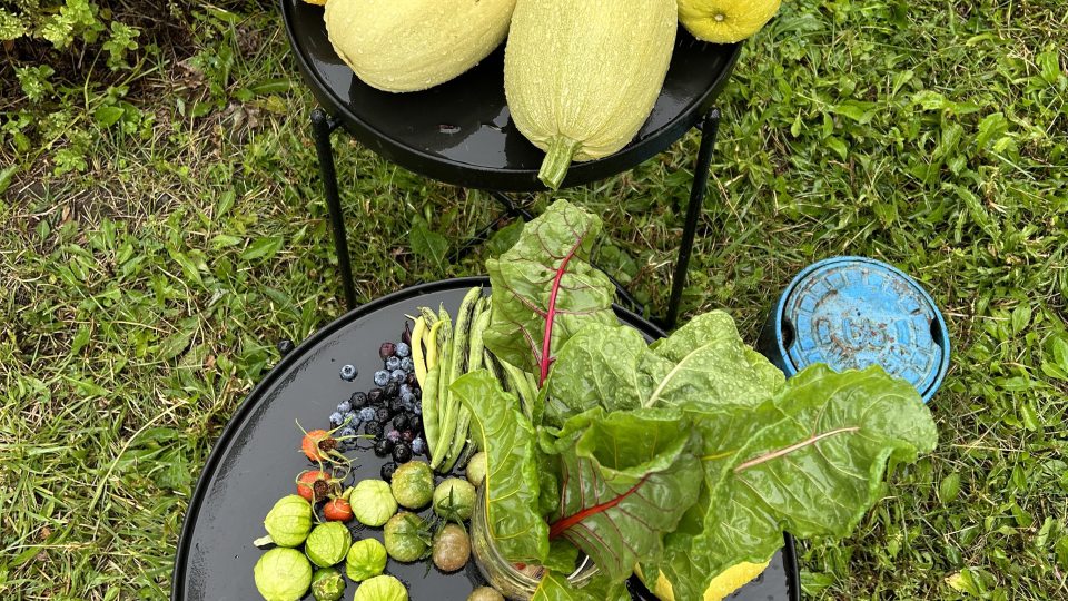 Produce gathered from the Permaculture Living Laboratory