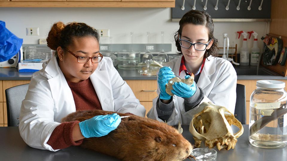 Students doing collections work in lab