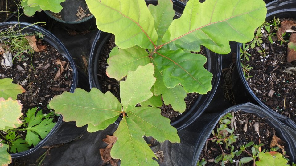 White oak project trees from Canal Forest Restoration Project