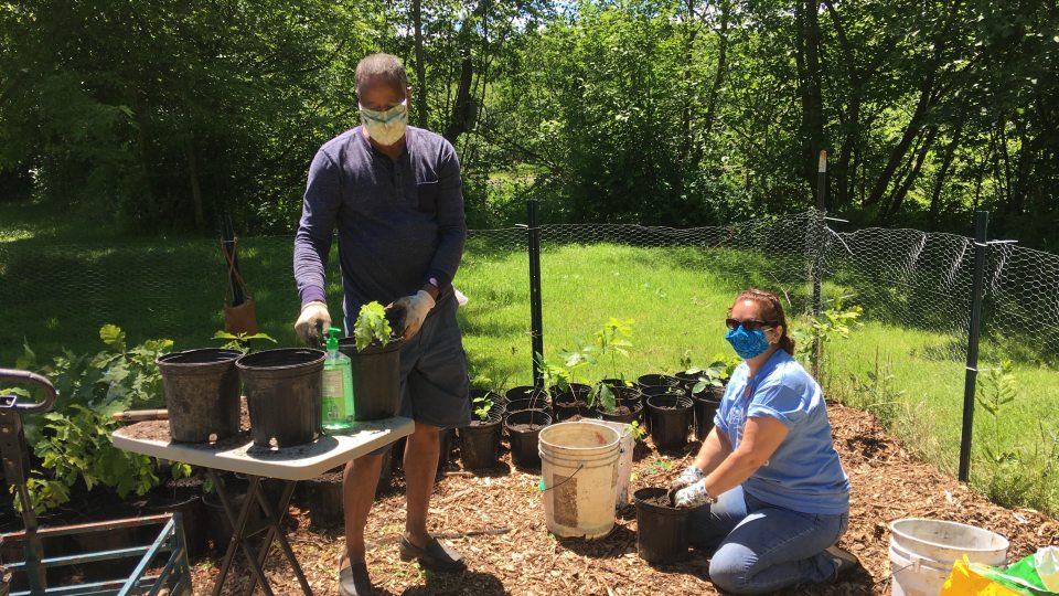 Kamal Mohamed, Rice Creek Field Station director, and Laurel Artz, Rice Creek Association president, transplant tree seedlings as part of the Canal Forest Restoration Project