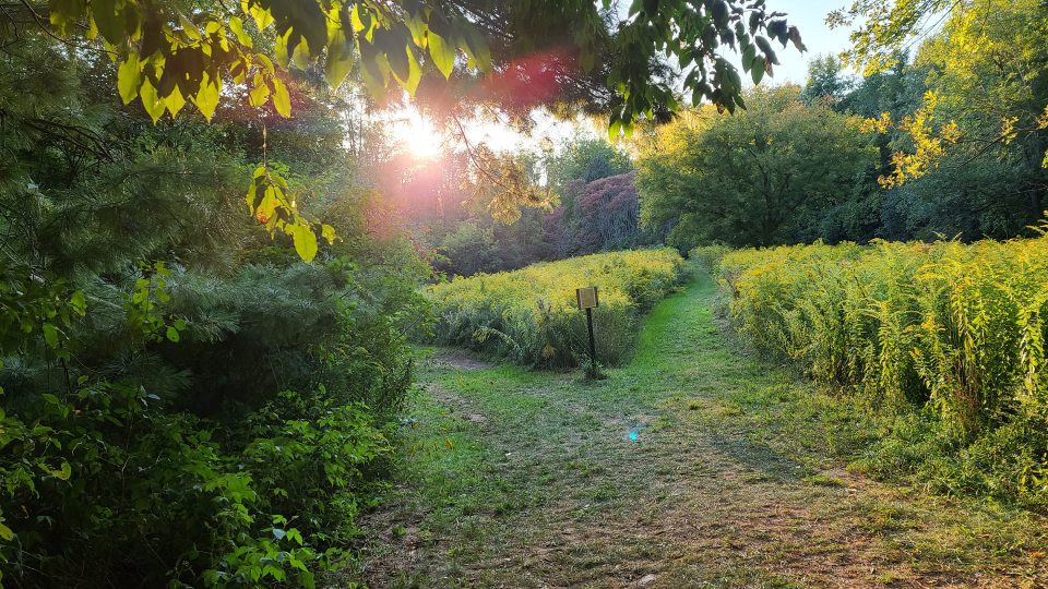 Serene scene of a trail in Rice Creek Field Station, the sun peeking through the leaves