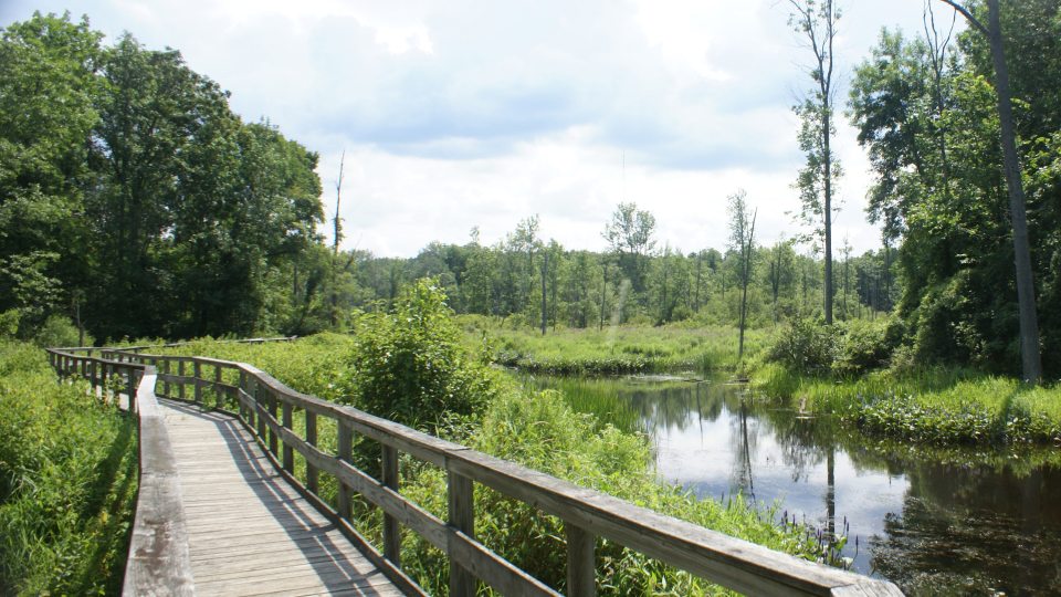 Wooden footbridge over wetlands at Rice Creek Field Station