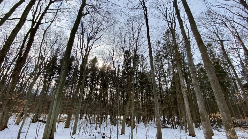 Winter photo of the woods at Rice Creek Field Station