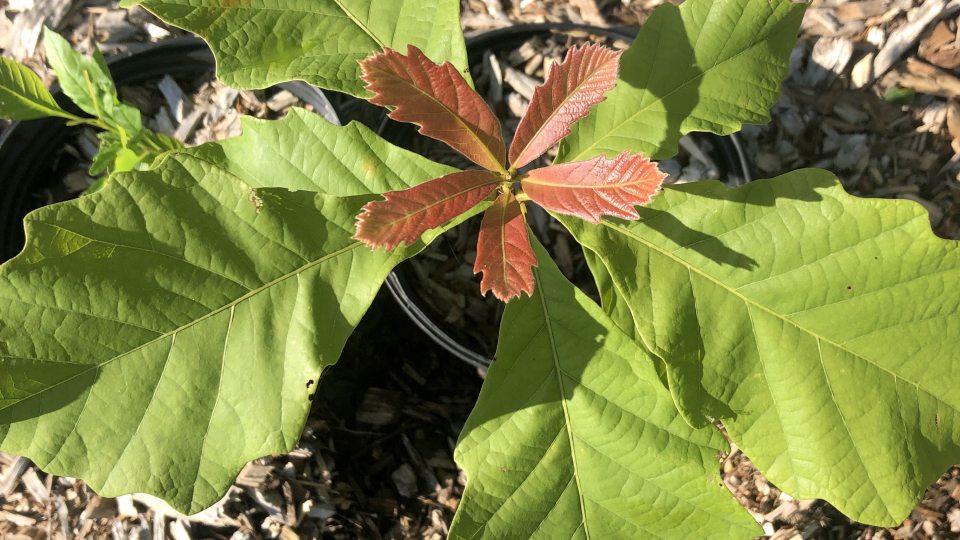 A swamp white oak seedling