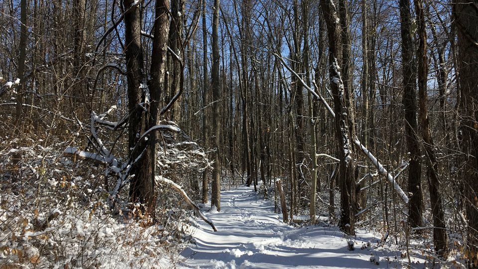 Rice Creek Field Station woods covered in snow