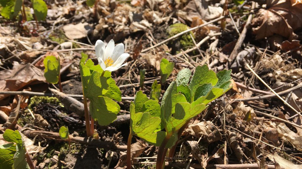 Looking for these buds and blooms at Rice Creek is among the planned Wellness Day activities