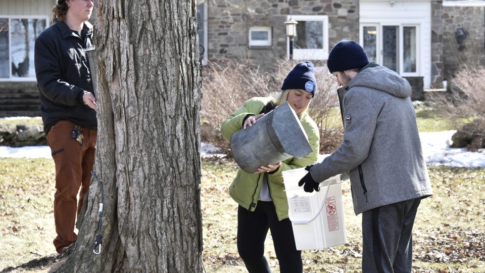 SUNY Oswego students gathered maple sap from trees again in early 2022 in a project that culminated in bringing the resultant maple syrup into dining halls.