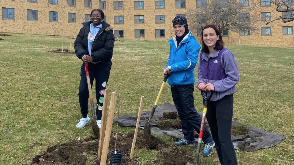 Three campus volunteers plant a tree in the Centennial Arboretum