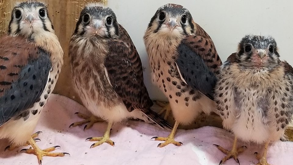 A few of the birds helped by wildlife rehabilitator Jean Soprano, an alumna of SUNY Oswego