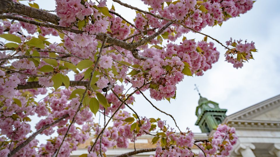 Spring blooms in front of Sheldon Hall