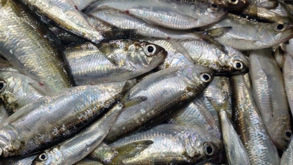 New York Sea Grant will offer an update on the current state of alewife, a key forage fish supporting Lake Ontario's prized trout and salmon fishery, during a one-hour free event at 6:30 p.m. on Tuesday, Sept. 23, in 122 Shineman Center