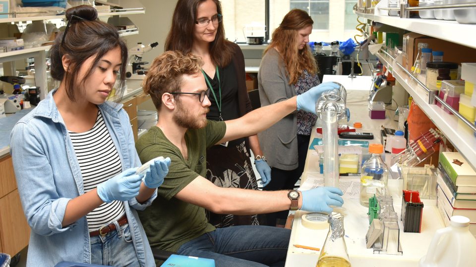 Students work with faculty mentor in a biology lab