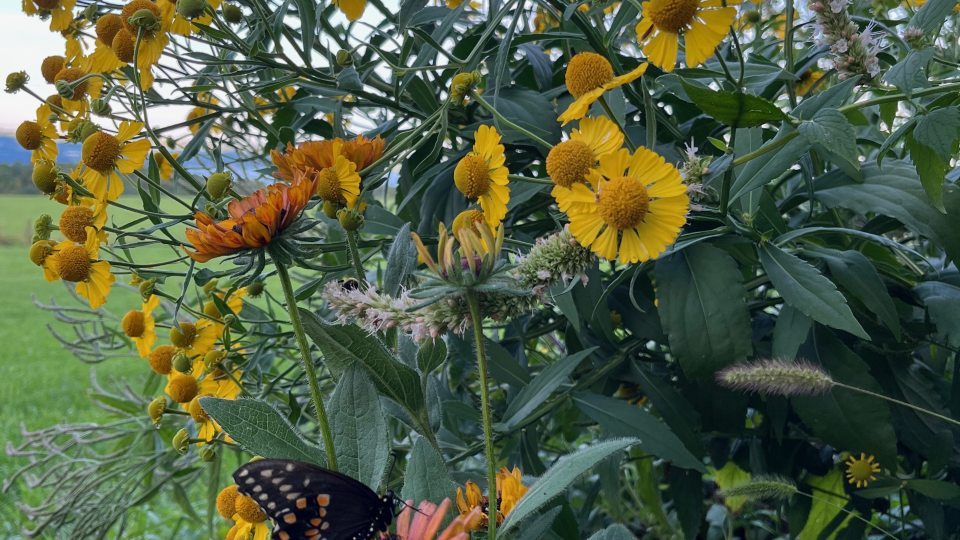 A butterfly perches on a Rudbeckia plant