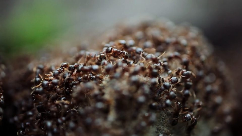 Image of ants during a Nebraska ice storm from Tiffany Deater's video exhibition
