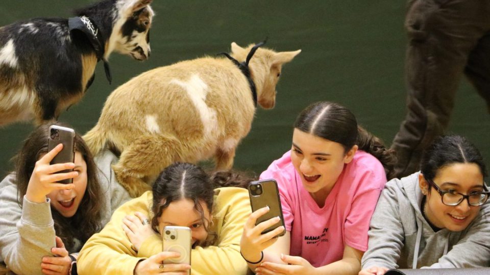 Students take part in goat yoga