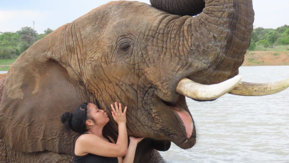Student Joy McClinton, who studied abroad on the Winter 2024 faculty-led South Africa (Bela Bela) program, makes friends with an elephant.