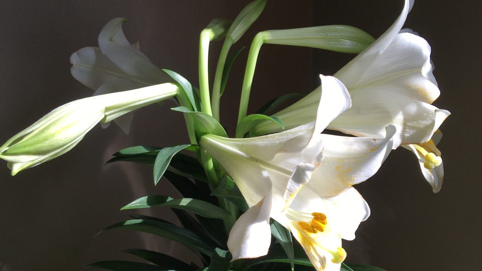 Easter lilies are among the flowers available during a SEFA sale