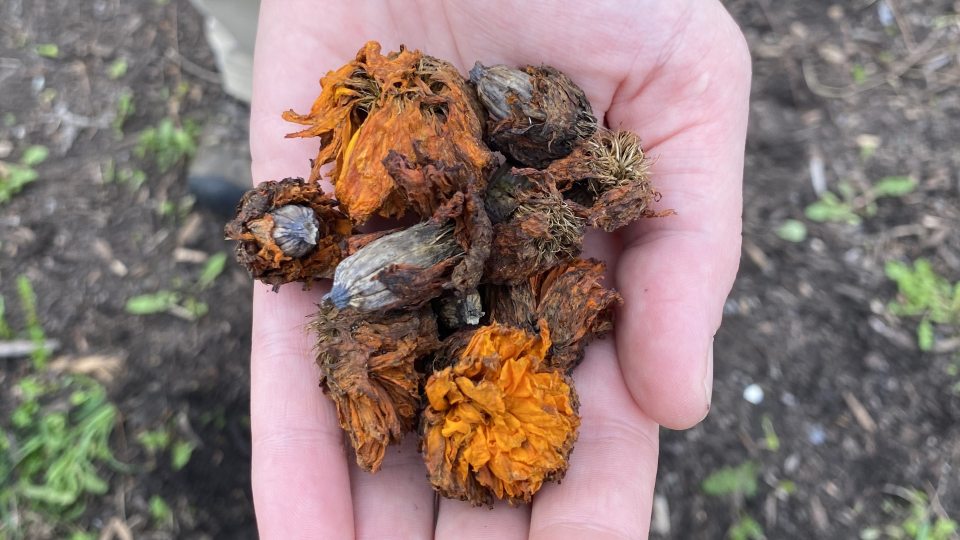 A hand holds some marigold seeds