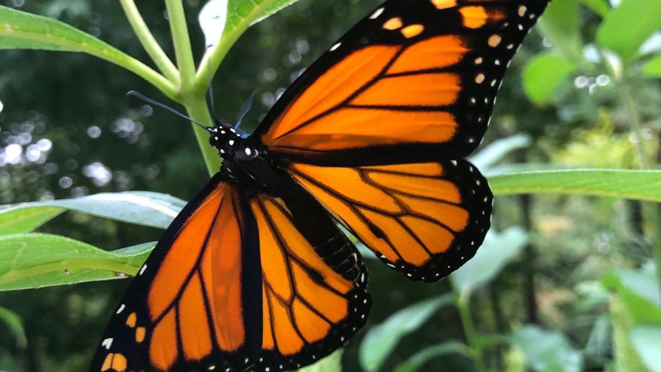 A butterfly perches on a leaf