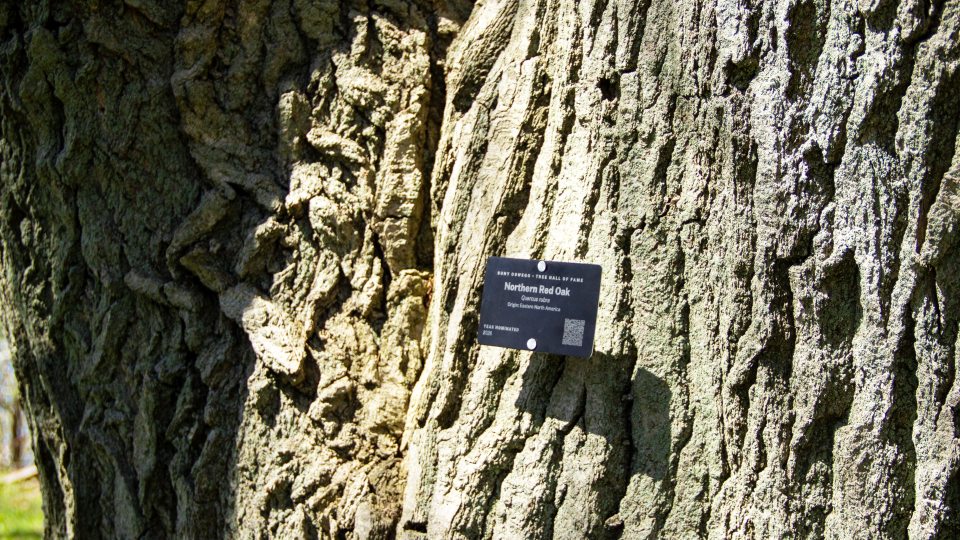 Northern Red Oak with labeling plaque
