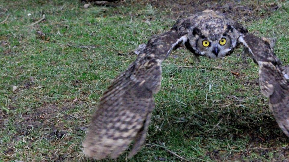 A recovered owl takes flight at Rice Creek Field Station