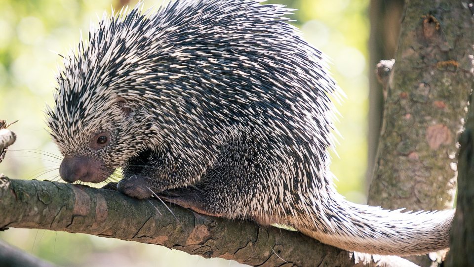 A porcupine sits on a tree branch