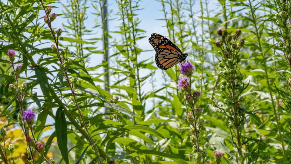 Butterfly setting on a plant with buds nearby