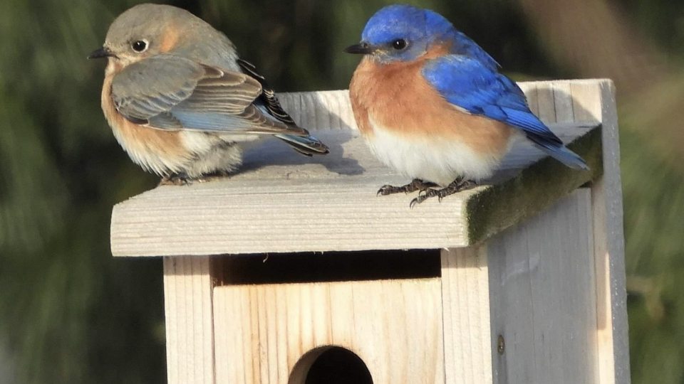 Two colorful birds rest on a birdhouse