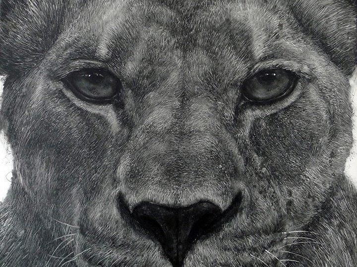 Artistic rendering of the face of a lioness