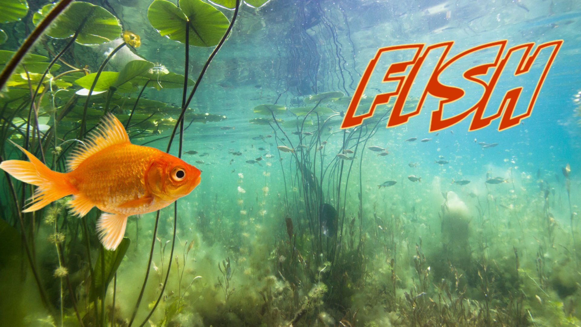Goldfish swimming in natural environment.