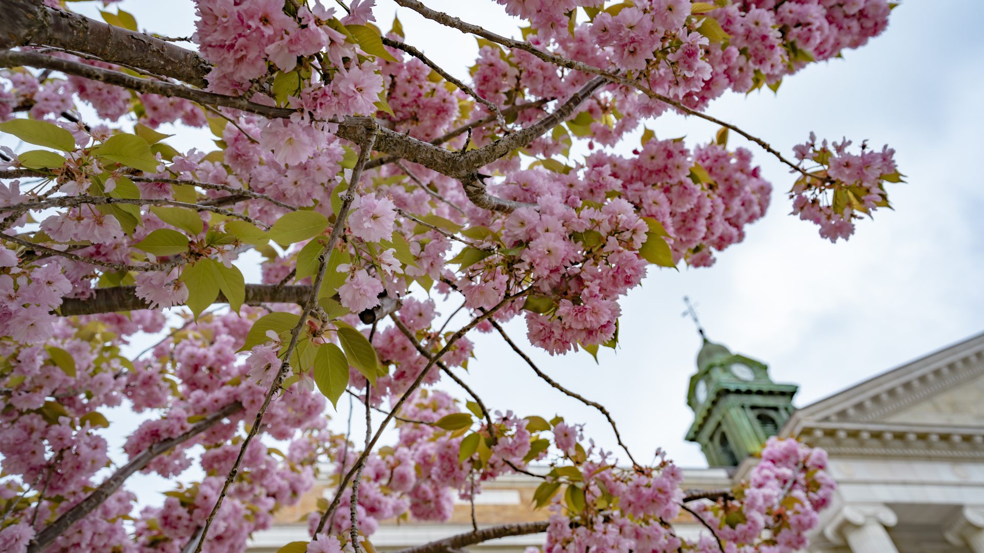 Picture of sheldon-hall-spring-blossoms