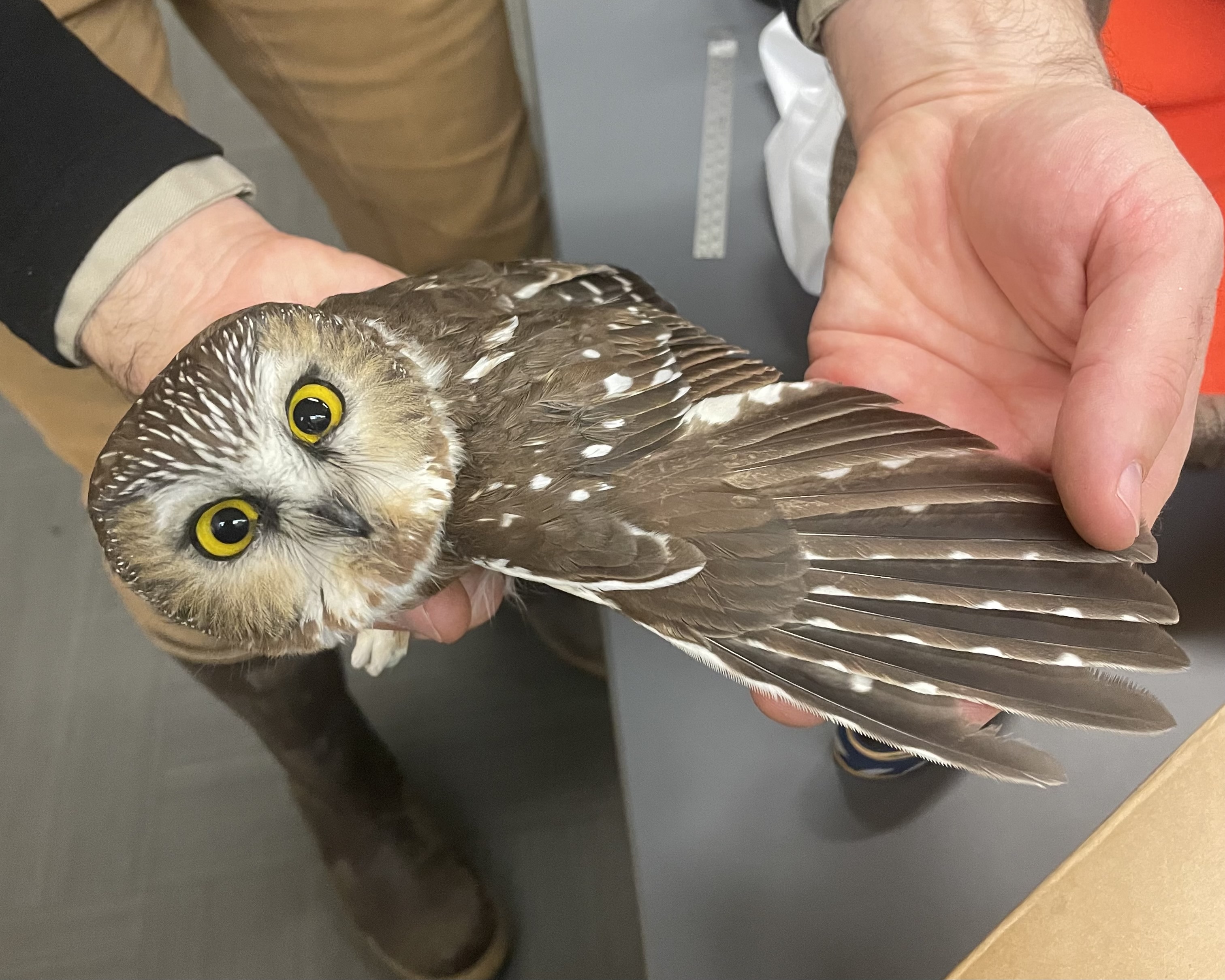 Saw-whet owl held by hands with wing outstretched