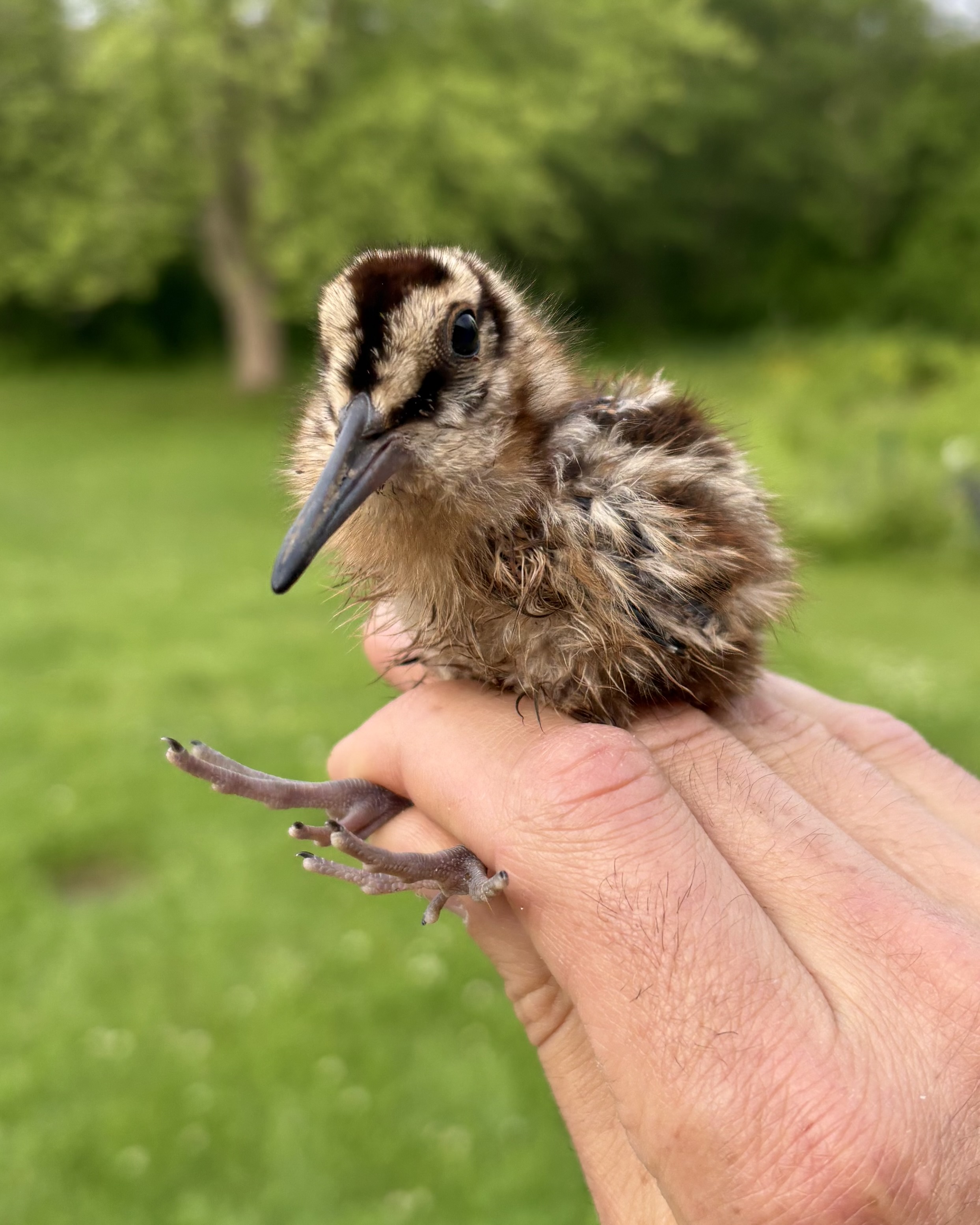 Baby Woodcock held in hand