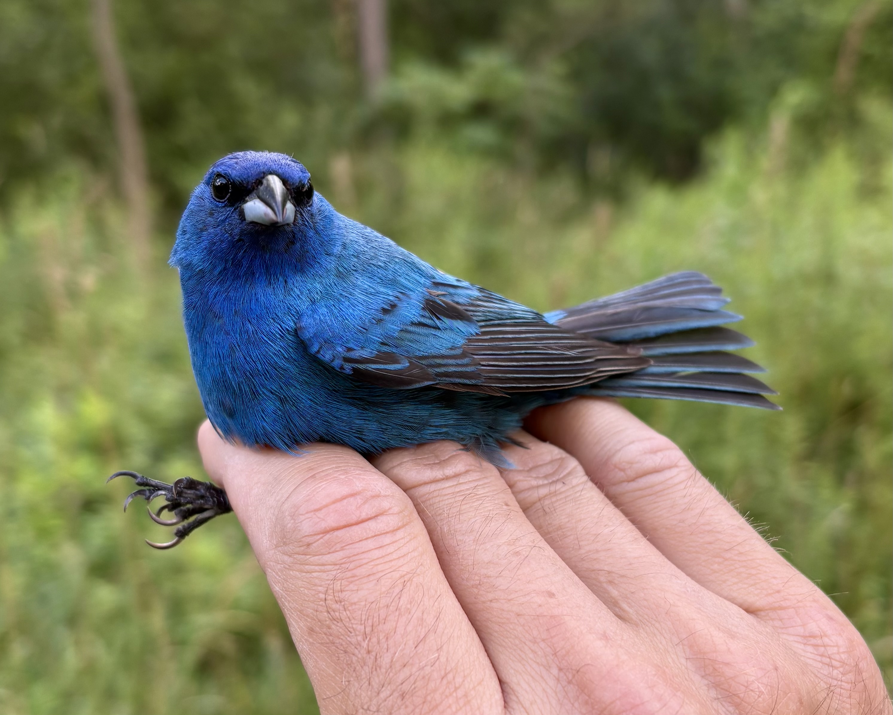 Indigo bunting held in hand