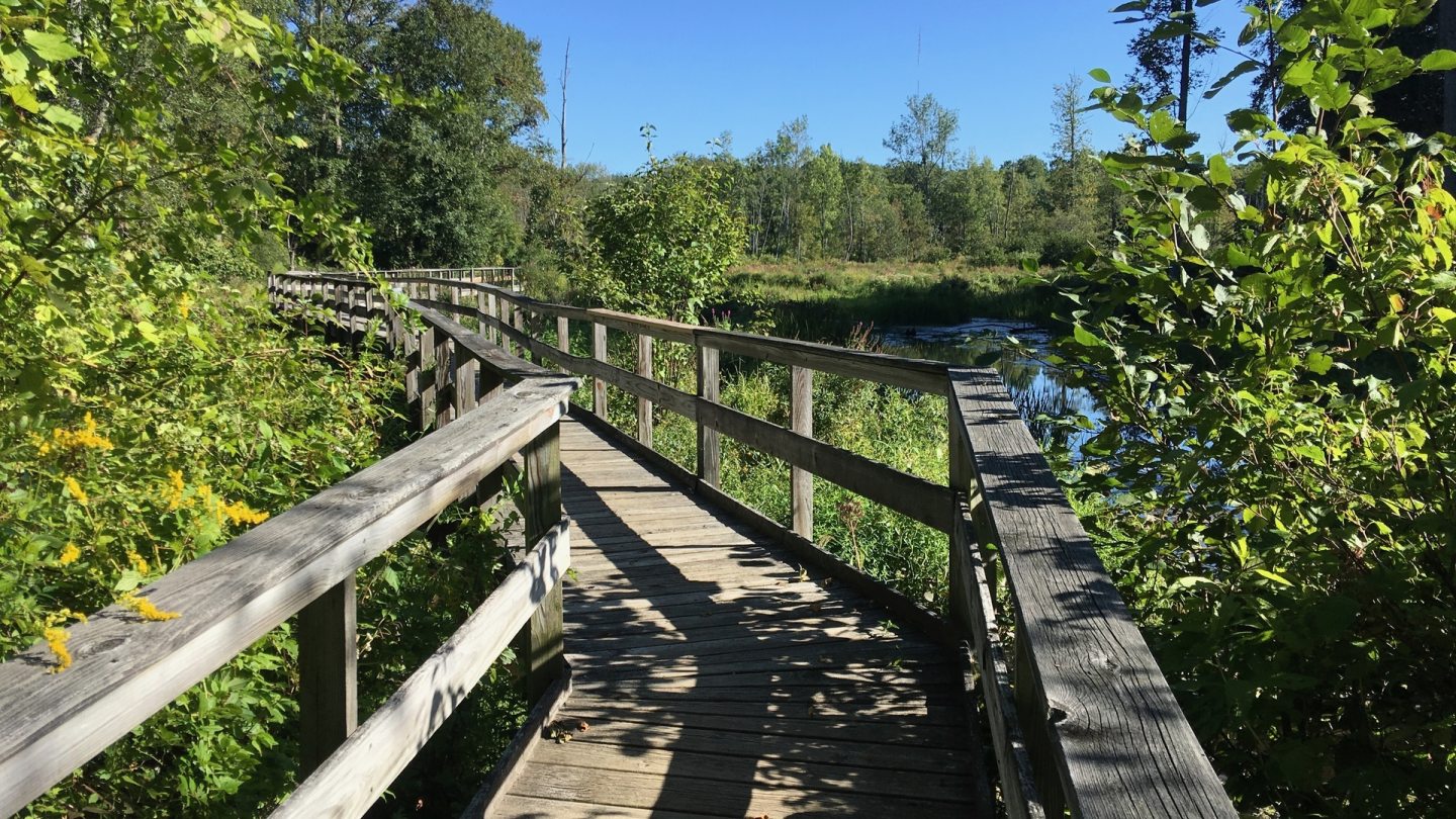 a wooden boardwalk that stretches through the trees and wetlands