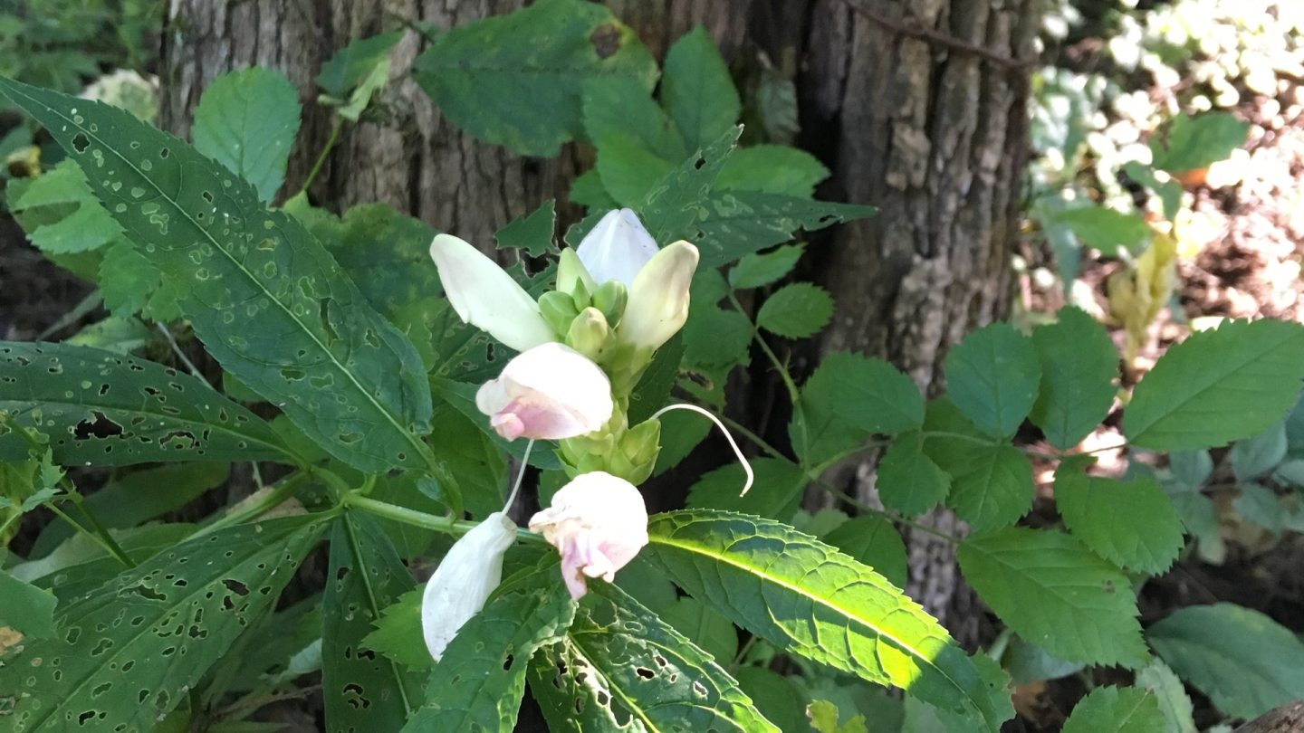 plant with long, thin green leaves and white flowers