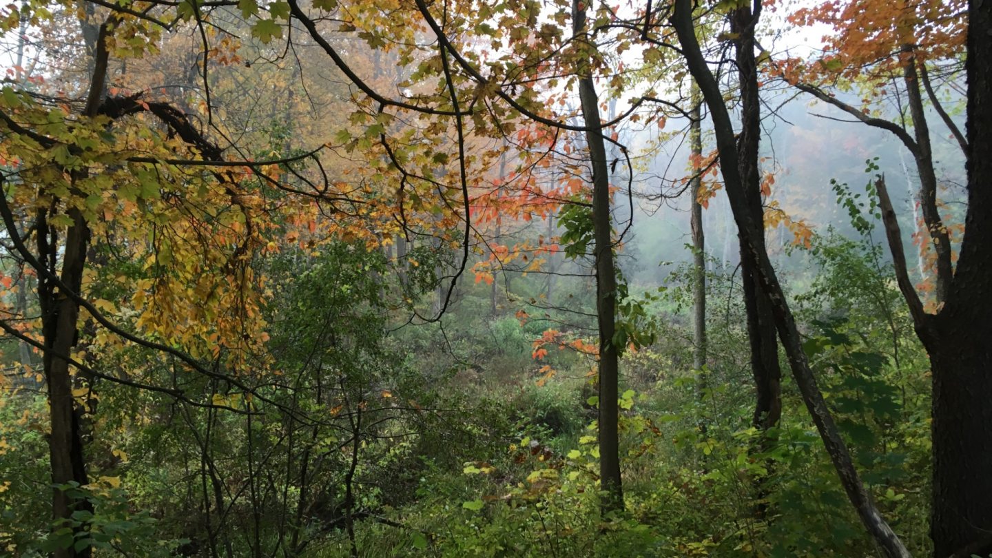 forest wetlands