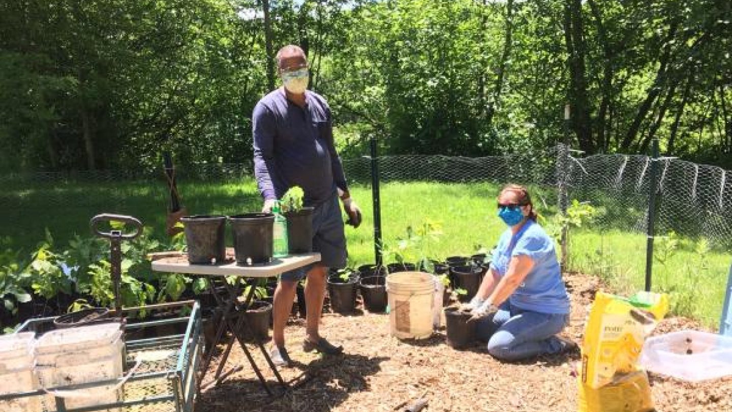 transplanting tree seedlings