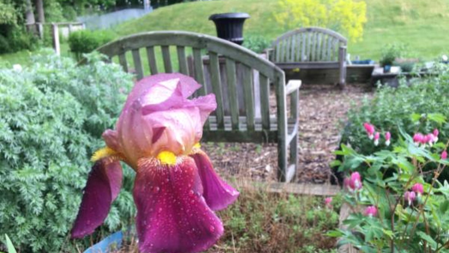 herb garden