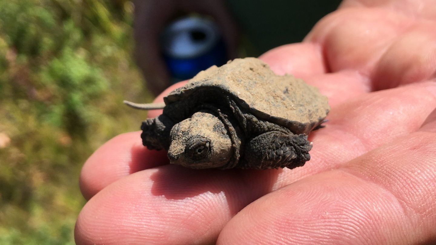 baby snapping turtle sitting on someone&#039;s hand