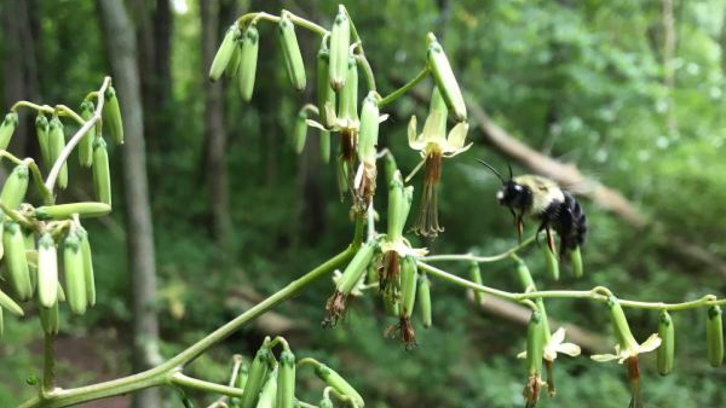 bee pollinating a plant