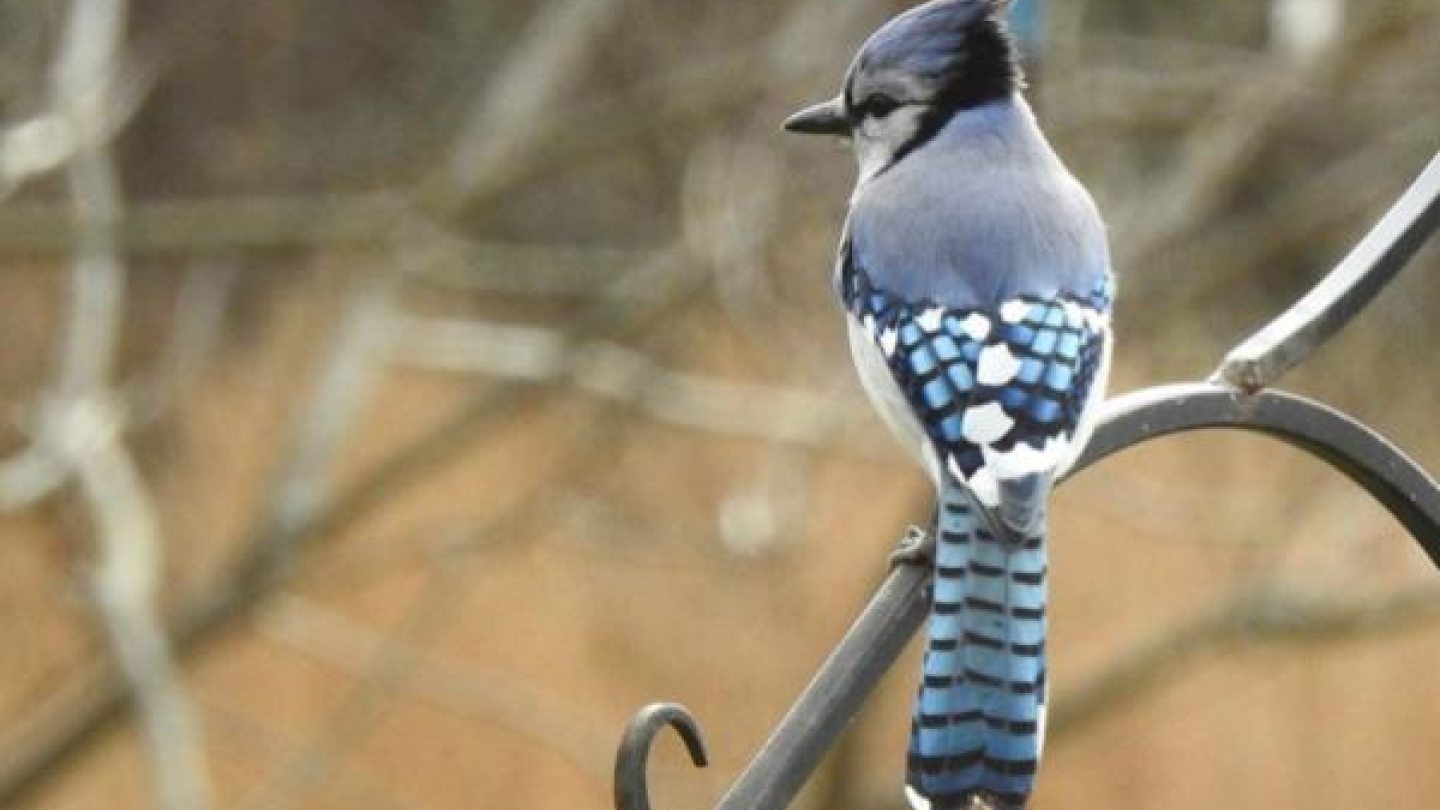 A Blue Jay bird