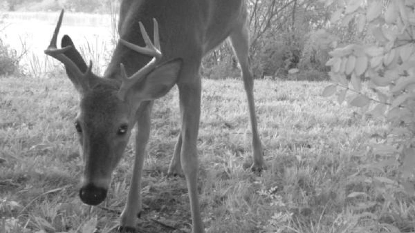 white-tailed deer