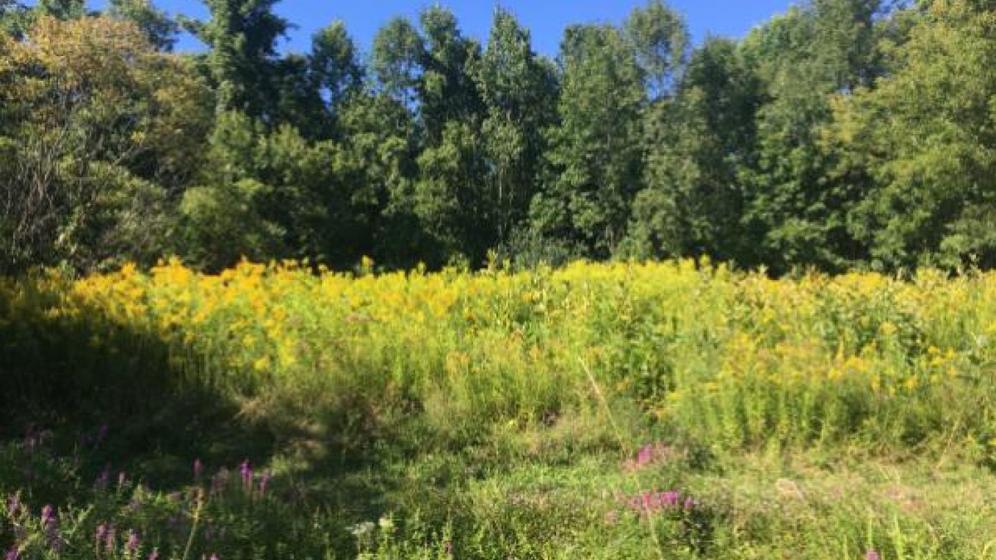 Blue trail field