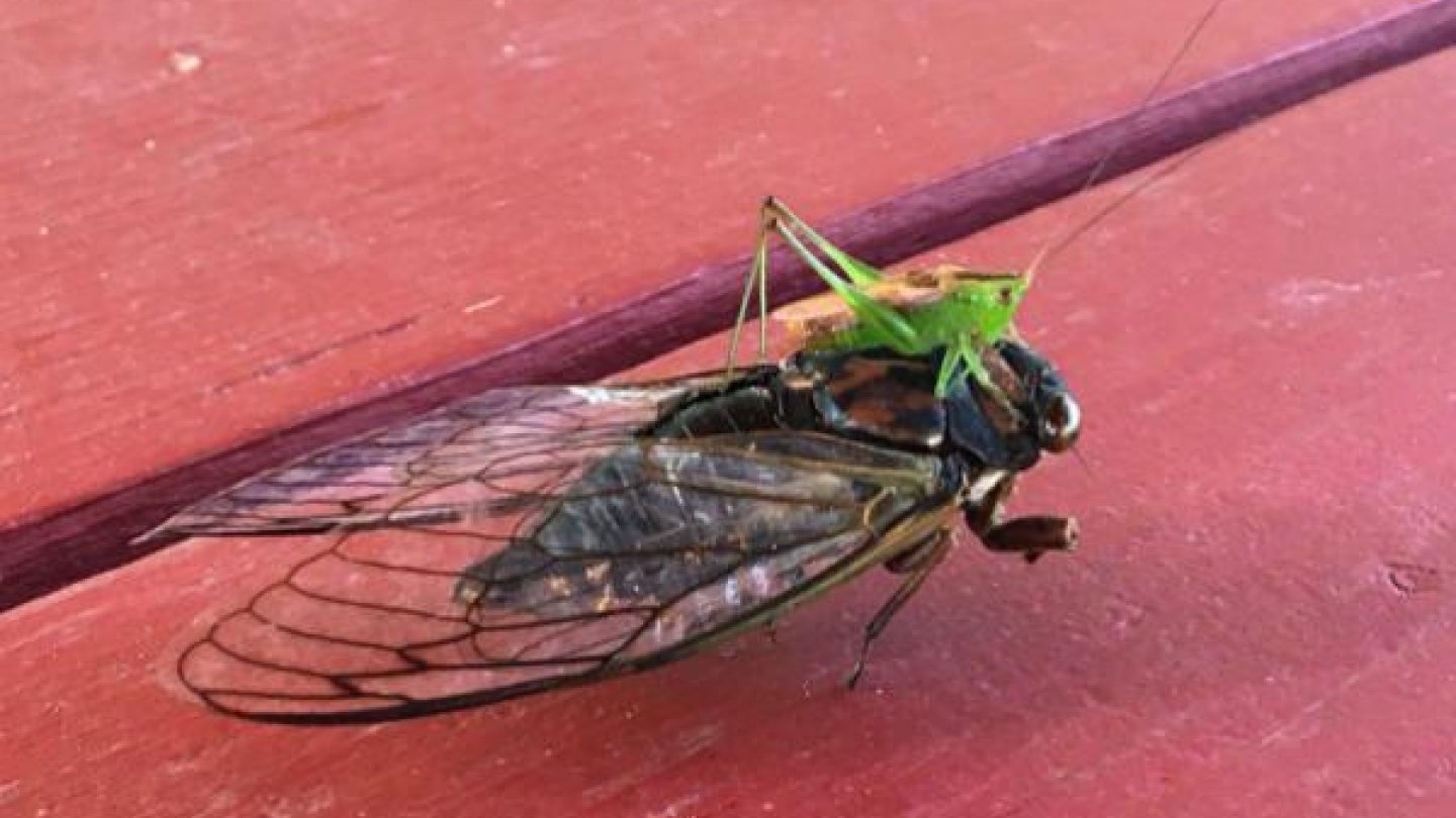 a katydid on a cicada