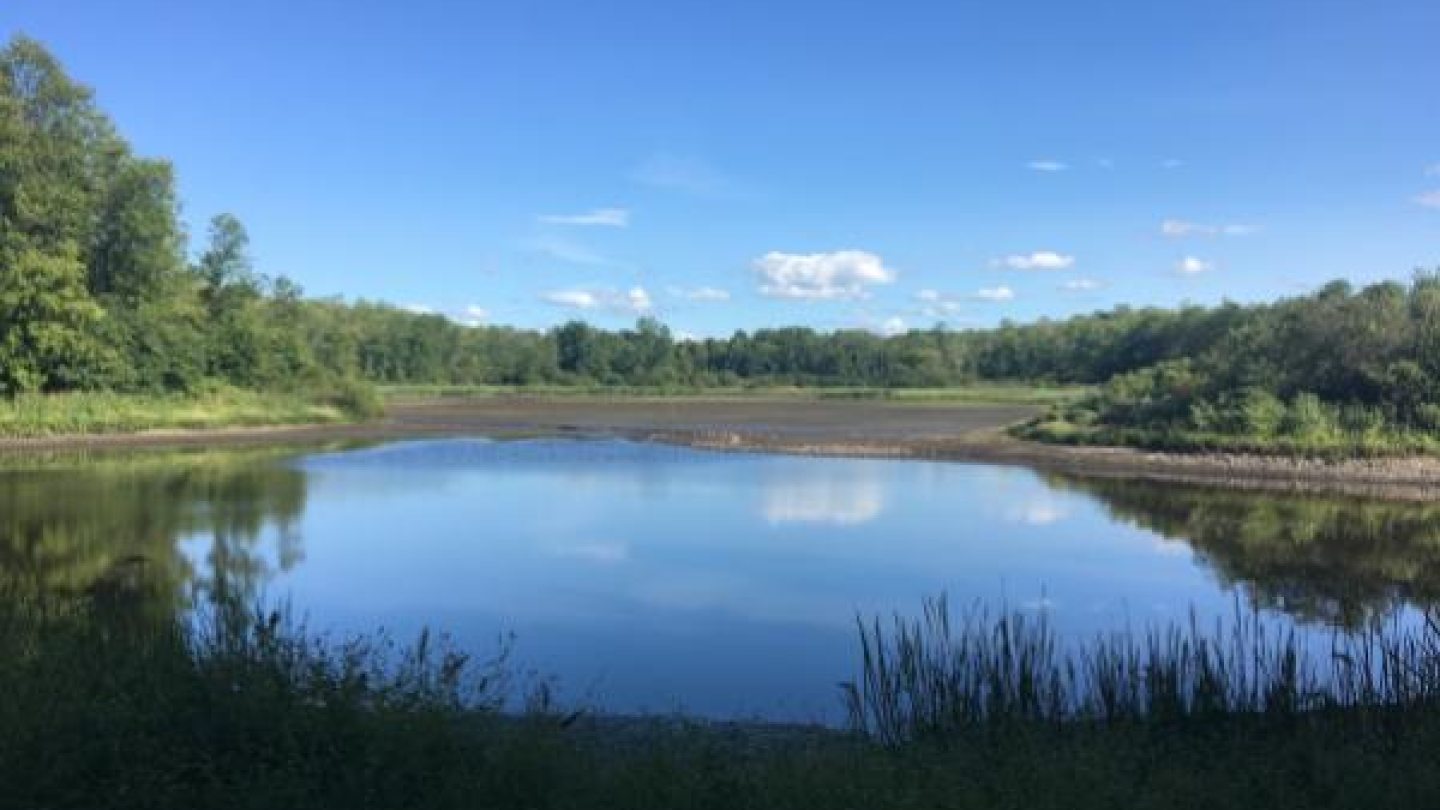 Rice Pond