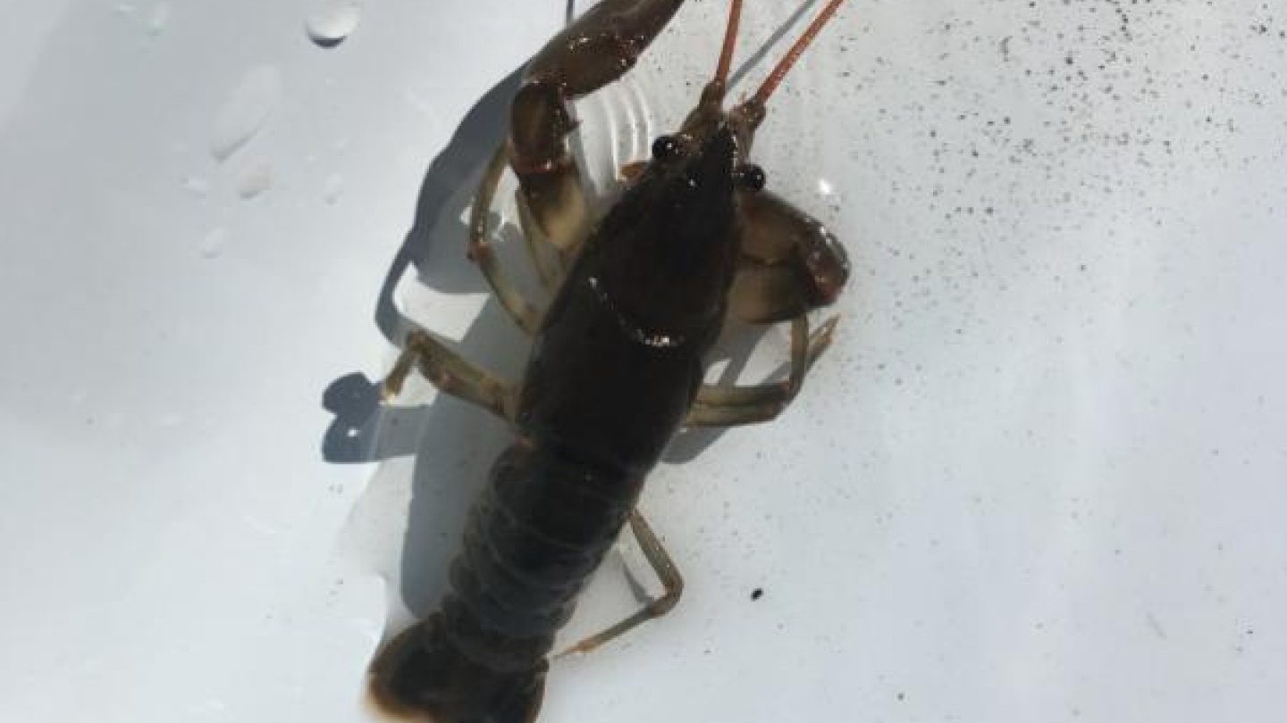 crayfish