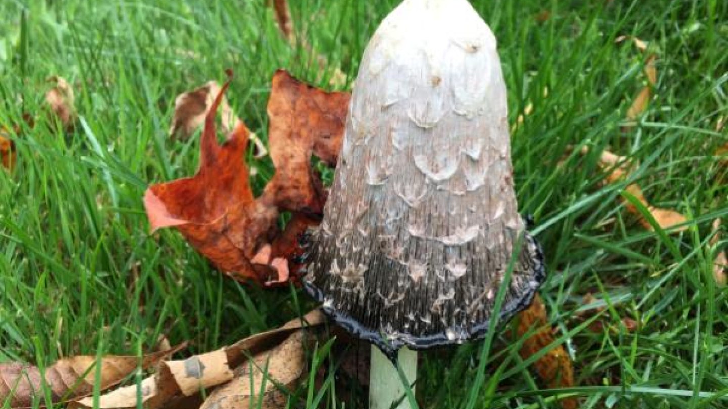 inky cap mushroom