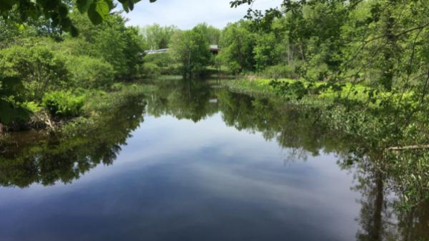 Rice creek
