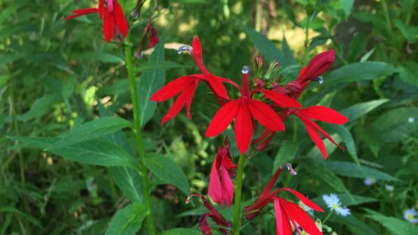 cardial flower